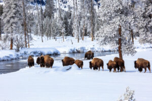 Buffalo herd about to ford one of the streams in Yellowstone National Park.