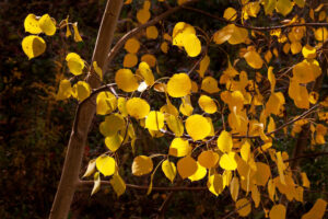 Oblique sunlight washes these translucent aspen leaves in golden colors