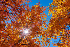 The sun bursts through a stand of Aspen near the town of Park City, Utah