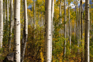 These rail straight aspen are pointing skyward on Indepence Pass, just outside Aspen, Colorado