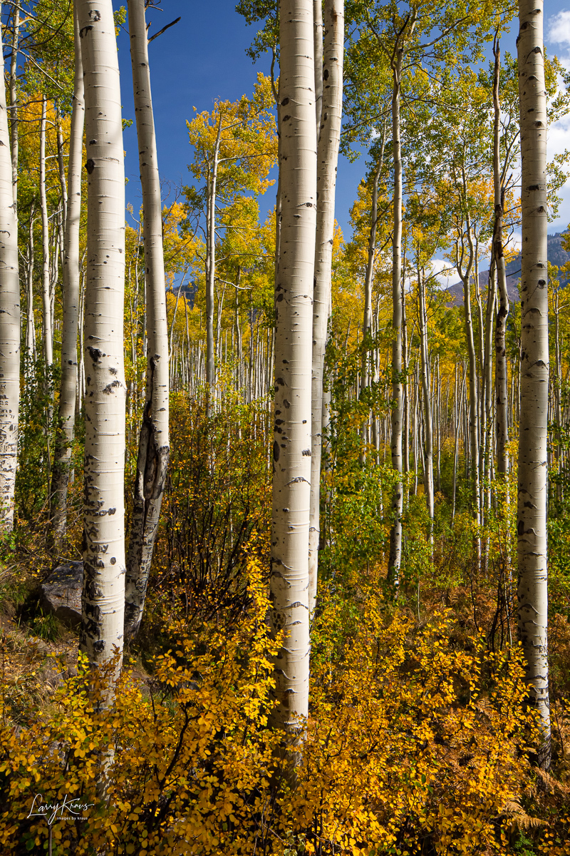 Aspen in Aspen