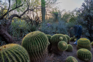 Beautiful and large barrel cacti within the realm of the Phoenix Botanical Gardens