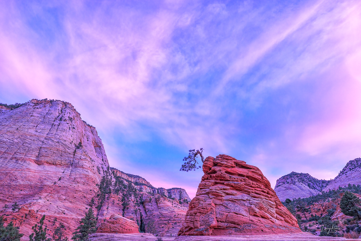 Late afternoon at the famous Bonsai Tree of Zion National Park.