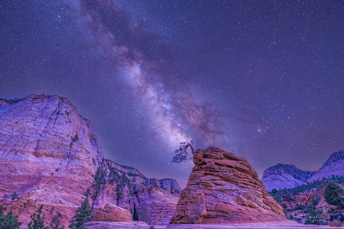 Bonsai Tree under the Stars