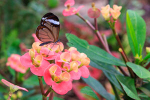 A rare Costa Rican butterfly sits atop a pink and yellow flower at Butterfly Wonderland in Scottsdale, Arizona.