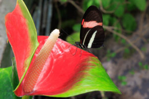 A tropical butterfly with it's camouflaging flower at Butterfly Wonderland in Scottsdale, Arizona.