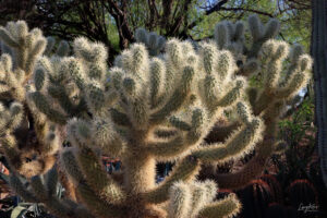 A beautiful specimen of Cholla cactus within the boundaries of the Phoenix Botanical Gardens.