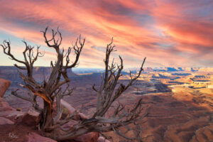 This dead tree looks out over the Green River Overlook in Canyonlands National Park on a beautiful afternoon.