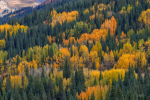 Red Mountain Pass, just outside Ouray, Colorado, displays its best late season colors.