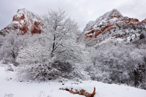 Falling snow and falling temperatures in Zion's Kolob Canyon freezes tree limbs and rocks alike.