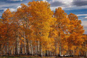 These stands of aspen, off Kolob Terrace Rd, are framed by a carpet of green below, and a sky of blue above.