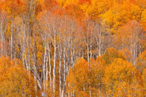 these closely cropped aspens highlight a multiplicity of colors during the early part of October, when colors are at their peak.