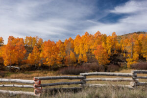 This scene in early October highlights multicolored aspens framed by a rail fence, on Kolob Terrace Rd, near Kolob Reservoir.