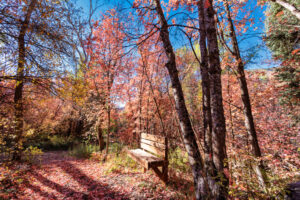 A single bench beckons forth for the weary hiker who quickly becomes bathed in color and light.