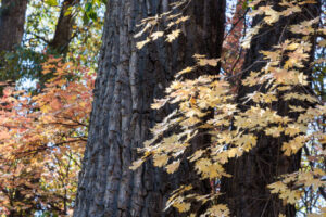 This stand of oak sits next to a variety of colorful trees and brush within Wahsatch Mountain State Park, near Midway, Utah.