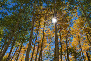 The sun bursts forth through a stand of Aspen on Owl Creek Pass, near Ridgway, Colorado.