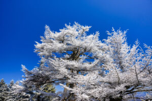 A flash freezing rain storm created magical effects to the trees in the Smoky Mountains