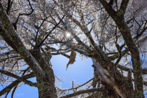 A starburst peeking through the frozen ice storm in the Great Smoky Mountains