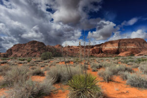 A small yucca plant framed by the beauty of Snow Canyon in the background. Snow Canyon State Park.