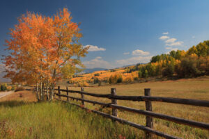 Colorful display of late fall color by aspen trees on the side of a road outside Snowmass, Colorado