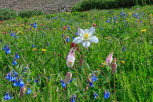 A meadow of flowers on Stioney Pass outside Silverton, Colorado at around 12,000 ft.