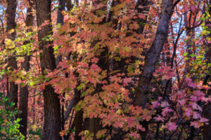 This stand of oak highlights a bevy of multicolored leaves within Wahsatch Mountain State Park, near Midway, Utah.