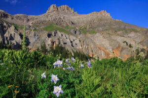 A scene of columbines in Yankee Boy Basin above the town of Ouray, Colorado.