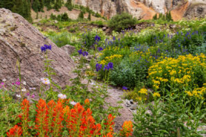 A beautiful springtime bloom of a host of flowers in Yankee Boy Basin.