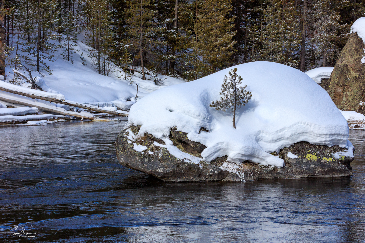 A tiny pine tree struggles to gain a foothold on a large boulder in the middle of the Yellowstone River