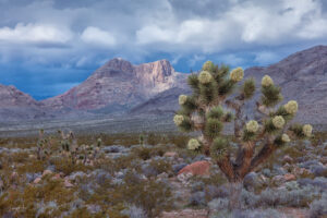 A Joshua Tree blooms during the peak season of March in the Mojave Desert, with an atmospheric river passing overhead.