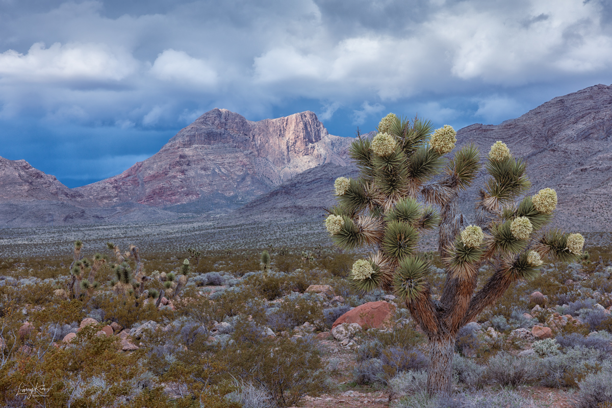 Joshua Tree Storm