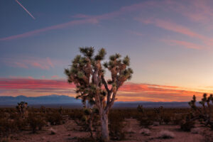 Late afternoon, early evening finds this Joshua Tree bathed in the glorious light of sunset.