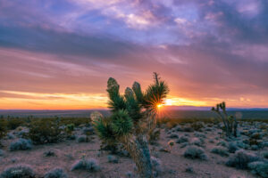 Sunset off Cedar Pocket Road, in Littlefield, Arizona. Joshua trees are blooming and the late afternoon skies complement the beautiful colors.