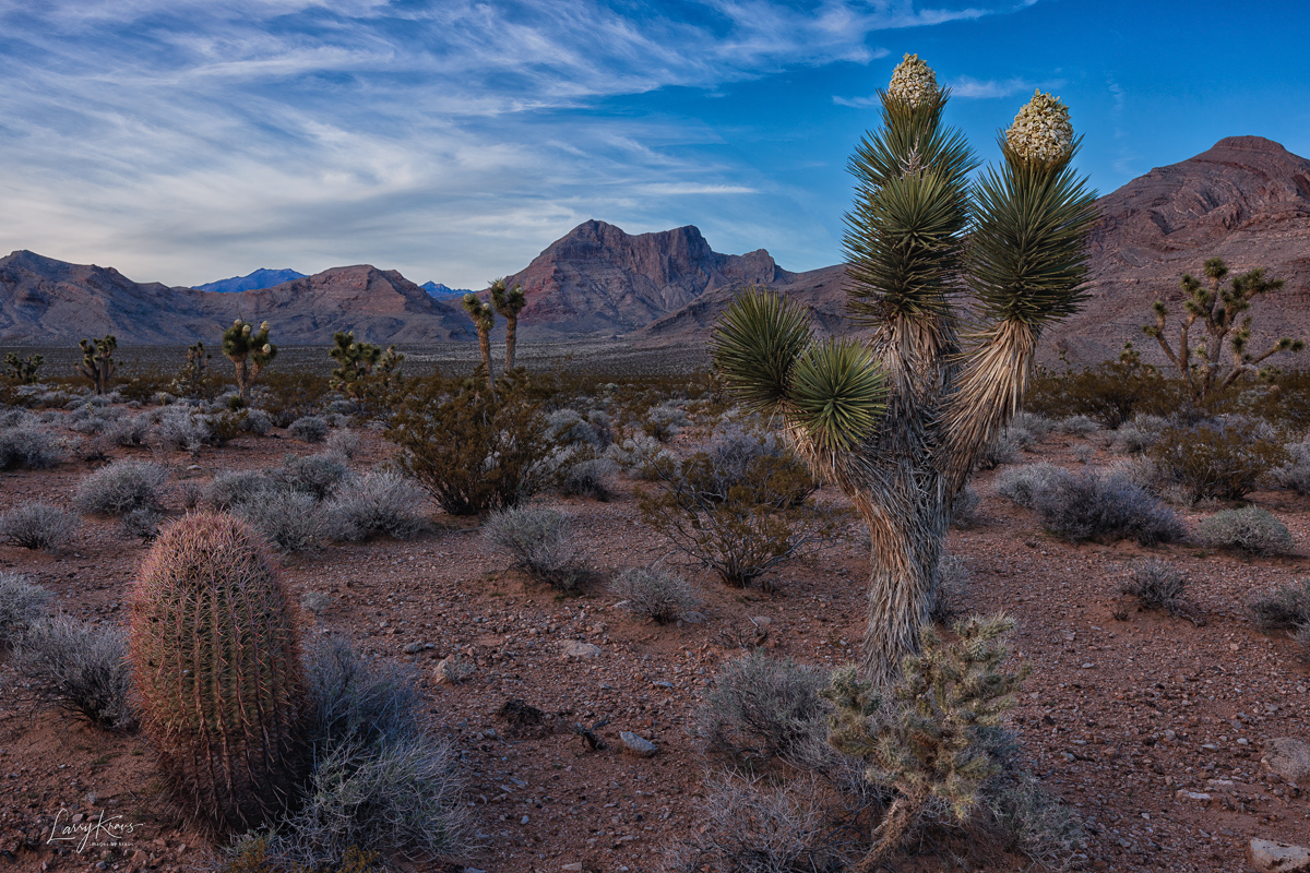 Joshua Tree with Cactus