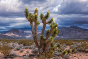 A storm moves across the Mojave Desert while Joshua Trees begin blooming due to the plentiful rain for the year.