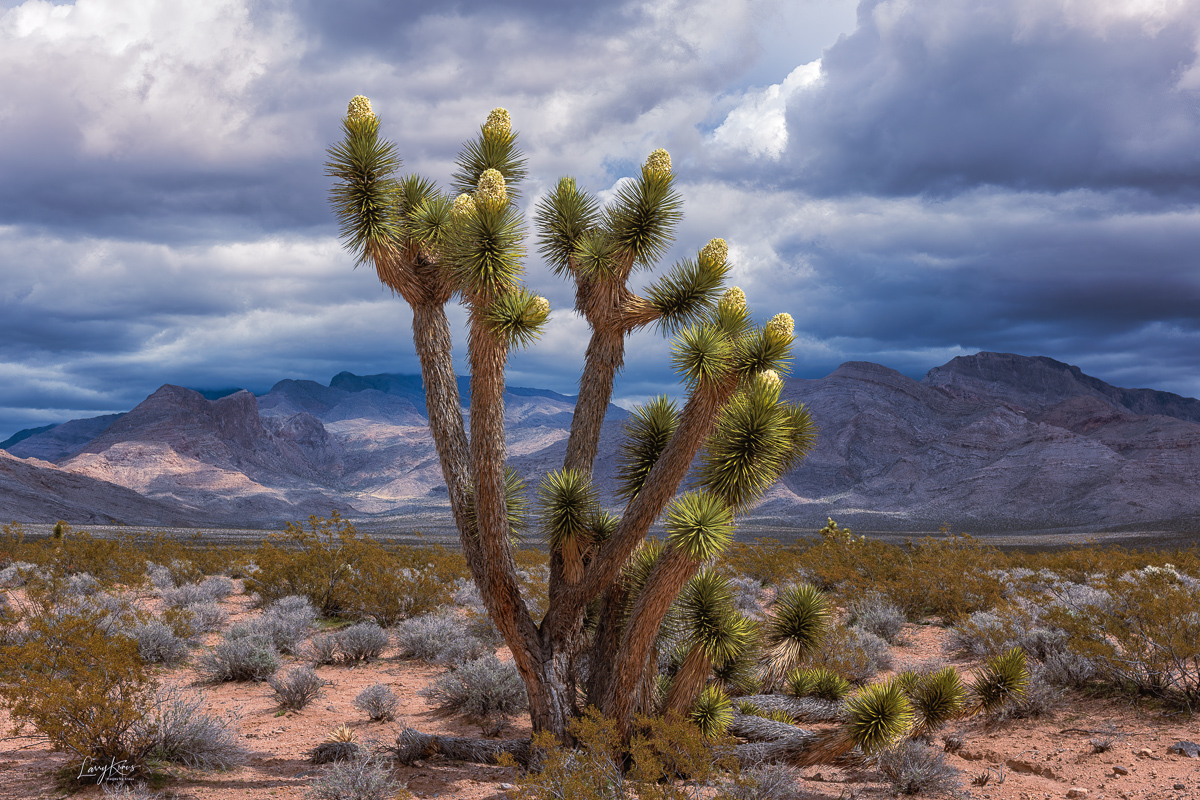 Mojave Storms