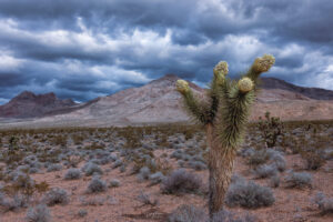 A single Joshua tree stands against a stormy day in the Mojave Desert. It's arms appear to be reaching for the promised land.