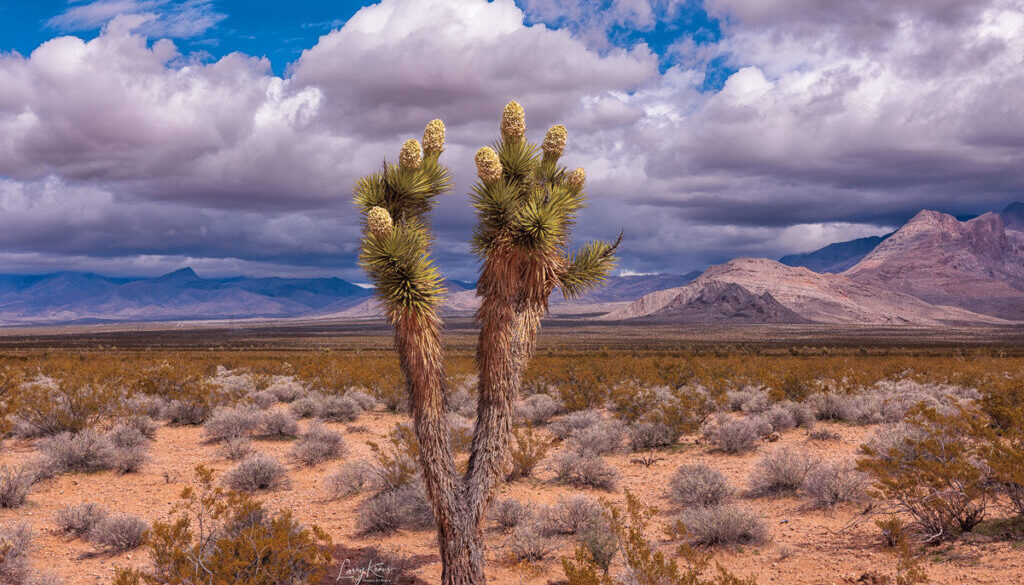 A lone Joshua tree in full bloom after unusual amounts of rain in the Mojave Desert. These trees only bloom when conditions are right.