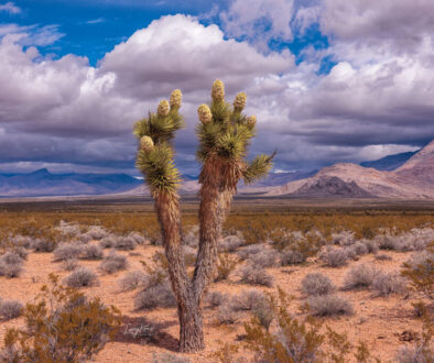 A lone Joshua tree in full bloom after unusual amounts of rain in the Mojave Desert. These trees only bloom when conditions are right.