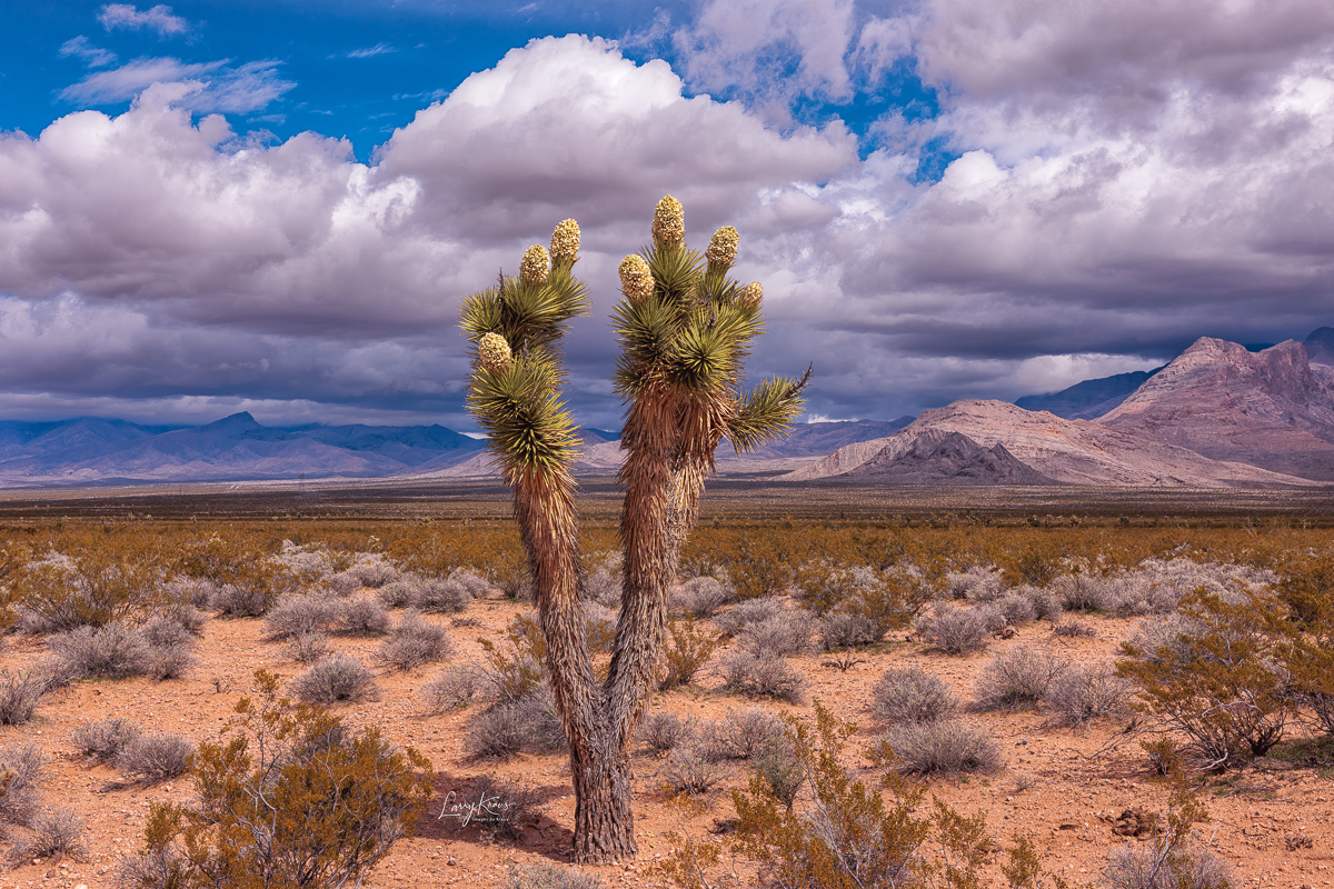 A lone Joshua tree in full bloom after unusual amounts of rain in the Mojave Desert. These trees only bloom when conditions are right.