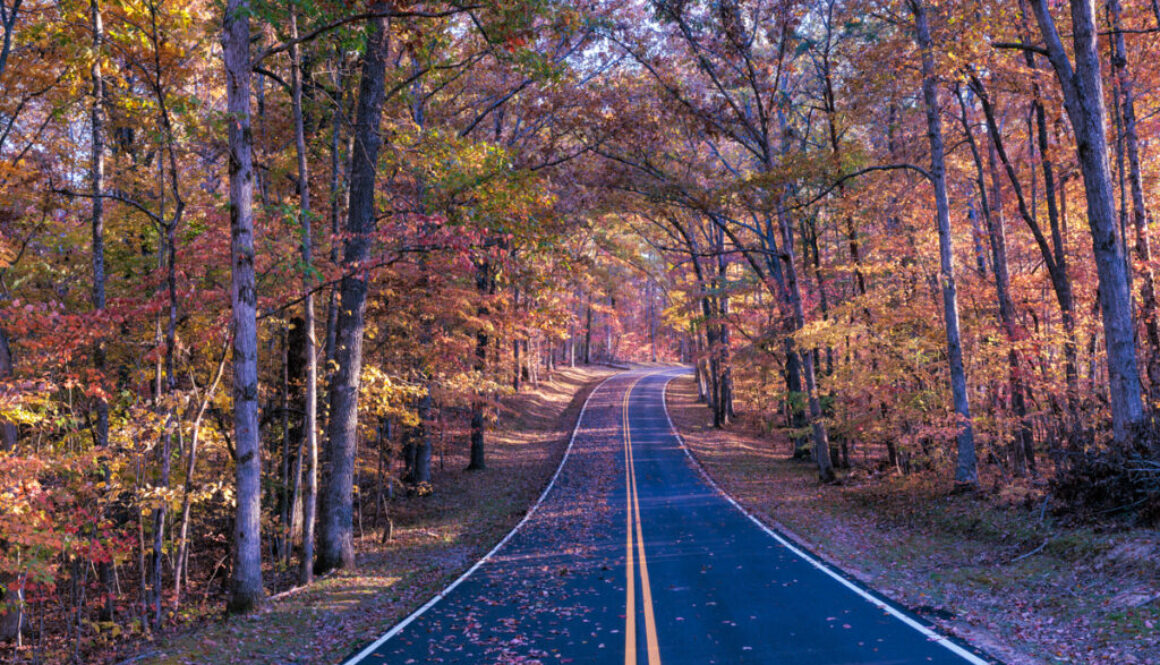 A beautiful view of the forest canopy in Fall Creek State Park