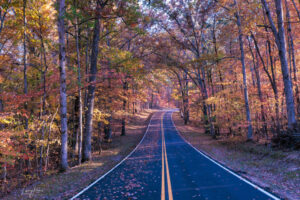 A beautiful view of the forest canopy in Fall Creek State Park