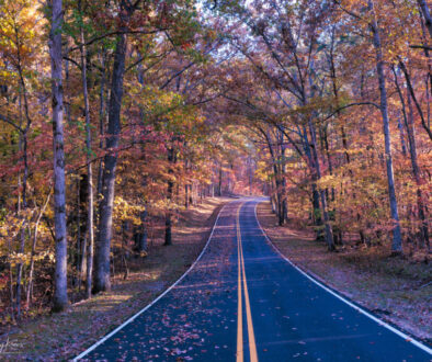 A beautiful view of the forest canopy in Fall Creek State Park