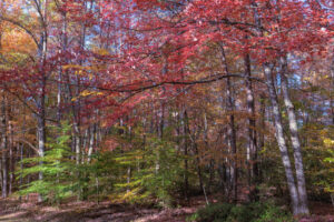 The branches in this colorful forest scene seem to be pointing to the left, in Fall Creek State Park