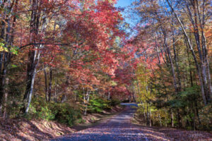 Nice drive through the Falls Creek scenic loop, highlighting the incredible fall colors.