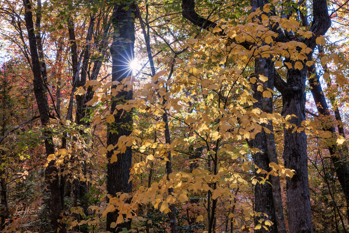 Sunburst Color