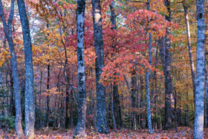 Muted colors at sunrise provide a cornucopia of different shades and hues, in Fall Creek State Park