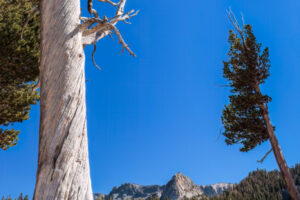 A dead tree stands guard over Horseshoe Lake