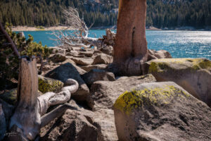 Life and death on Horseshoe lake, above Mammoth Lakes in California